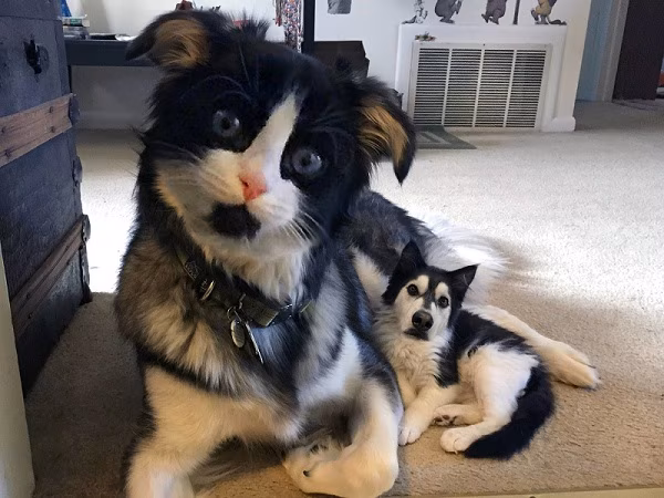 Animal Face Swap Example