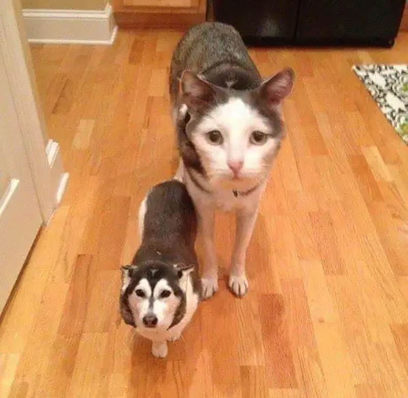 Dog Face Swap Cat