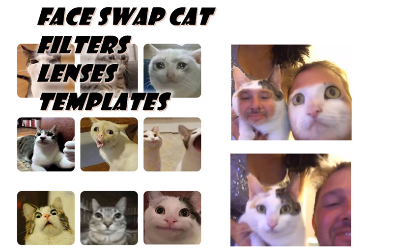 5 Free Face Swap Cat Generators Online [Images/Videos]