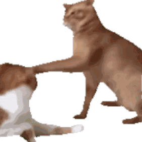 Cat Face Punch GIF